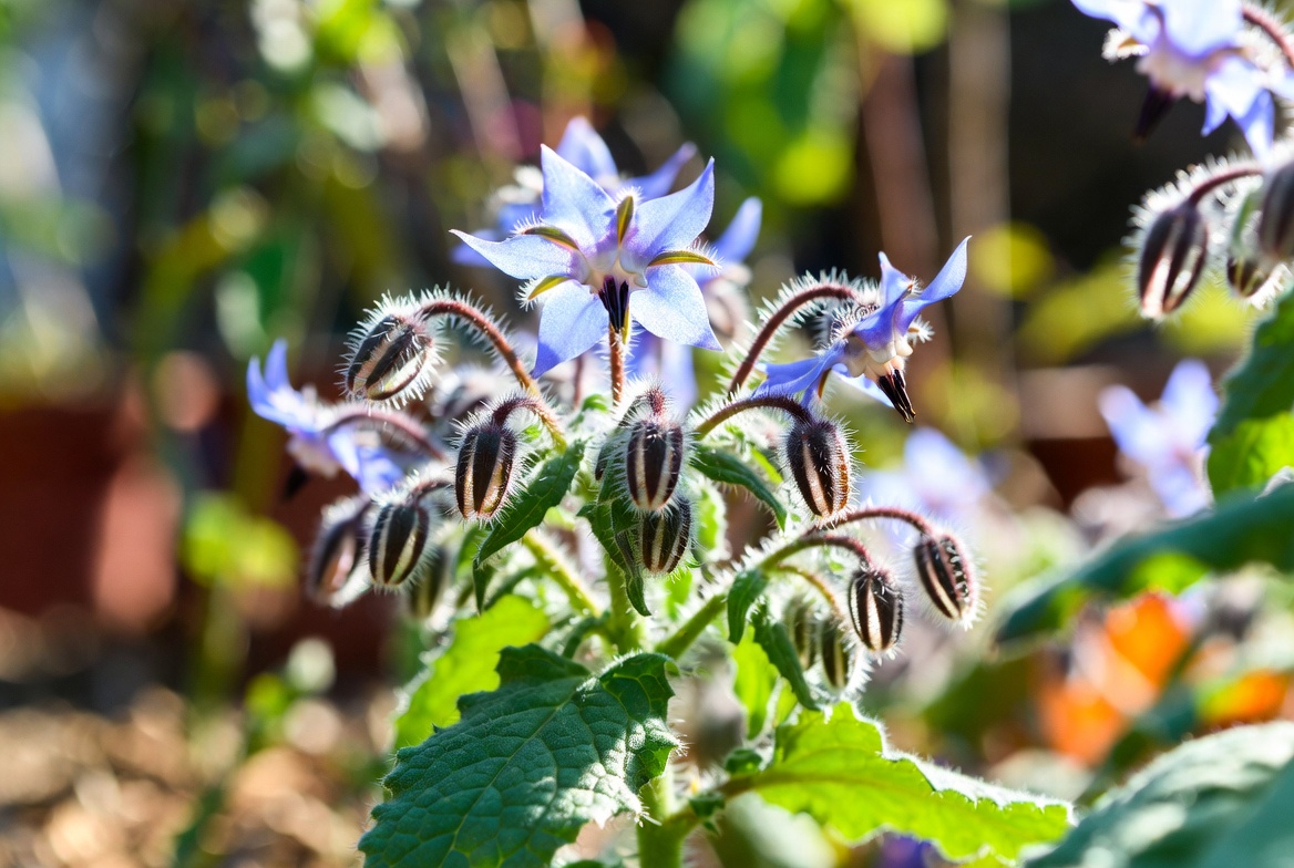 Planta de borraja fresca con flores azules en la huerta, ingrediente principal de las borrajas con patatas.
