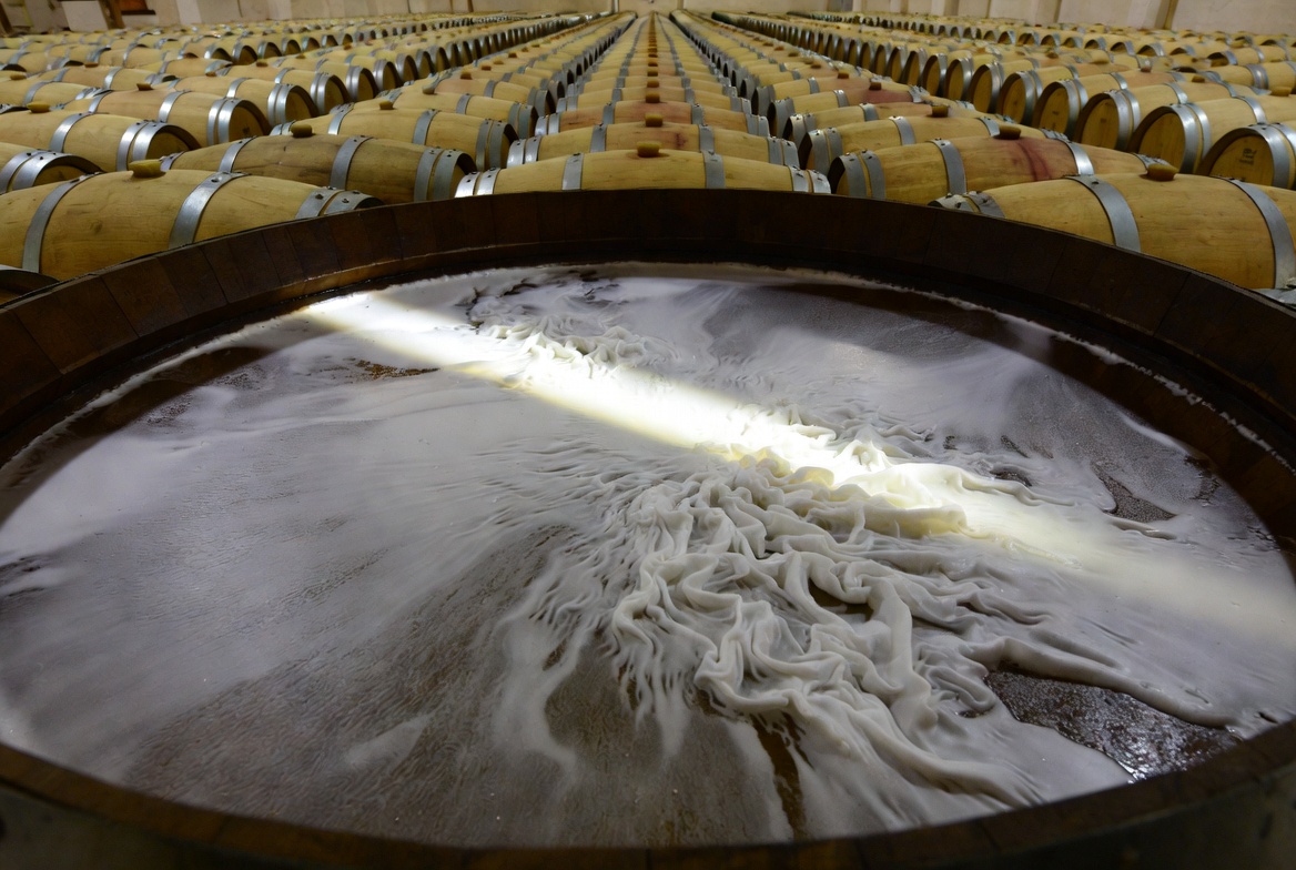 Velo de flor en una bota de roble en una bodega de Jerez, proceso clave para el Fino.
