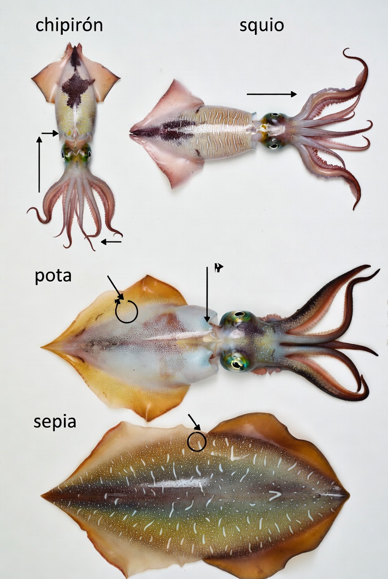 Gu&iacute;a visual para diferenciar chipirones, calamares, potas y sepias.