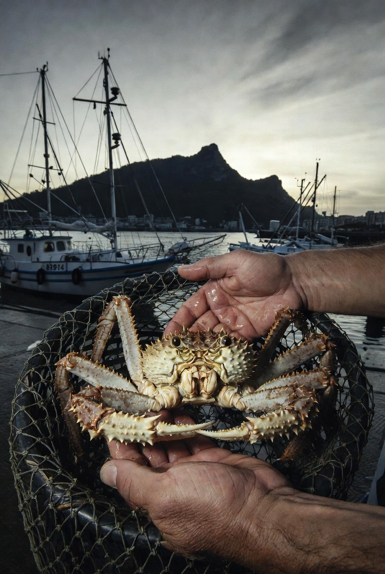 Origen mar&iacute;timo del txangurro (centollo) en el puerto pesquero de Donostia-San Sebasti&aacute;n