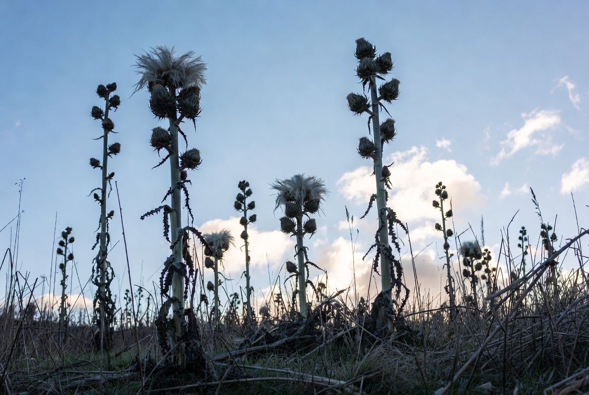 Campo de cardos cultivados en invierno, planta base del plato Cardo a la Aragonesa.